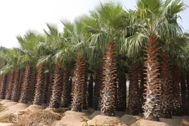 海南，绿色发展的绿色明珠